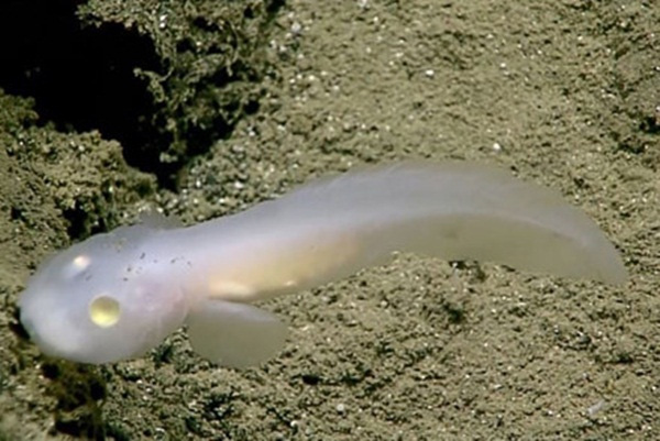 Con cá 'ma' dài khoảng 10cm, ở độ sâu 2.500m ở rãnh Mariana.
